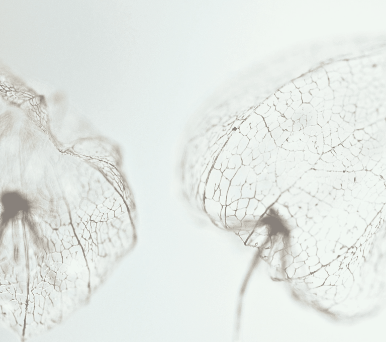 Macro of two delicate, skeletal plant pods facing each other in a quiet visual dialogue.