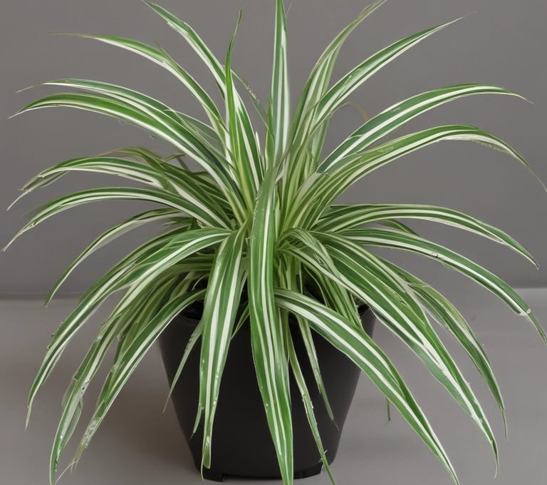 Spider Plant