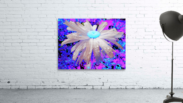 Canvas print of a colourful Daisy flower hanging on a white brick wall. 