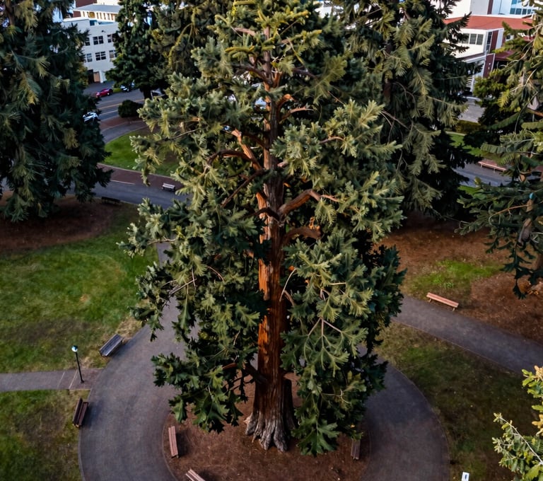 High-altitude aerial photography of a sequoia tree in a city park in Eugene, Oregon. The tree is centered, surrounded by paths and park benches, showing a connection with nature in an urban context. Professional composition.