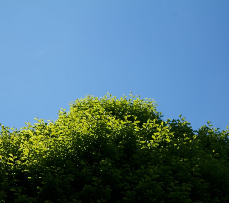 Corporate well-being: Tree with a blue sky in the background