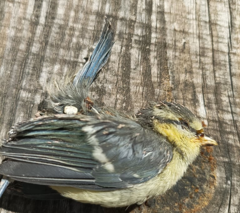 A casualty fledgling blue tit