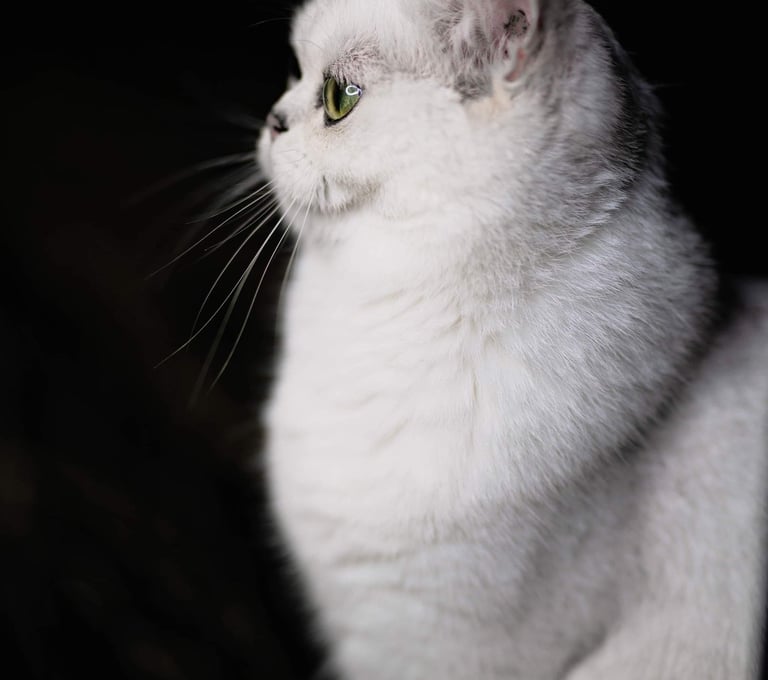 a white cat sitting on a chair in a dark room