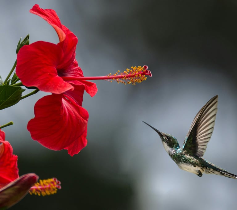Blume mit Kiwi Vogel