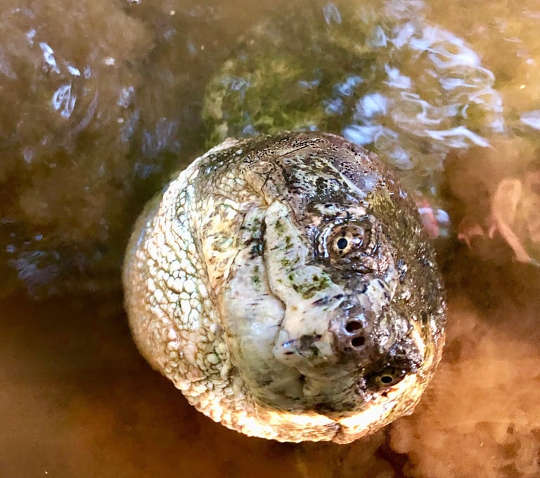 A snapping turtle peaking its head just above the water. 