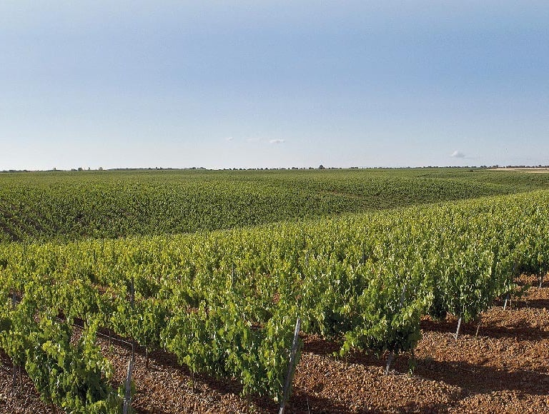 bodega Meóriga viñedos
