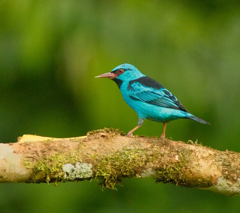 Photography & Birdwatching Manu National Park by Bus 8 Day Amazon Wildlife