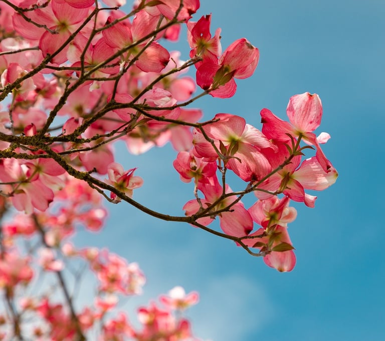 arbre fleur bien-être