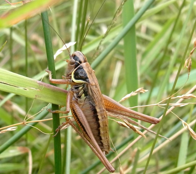 Decticelle sur une herbe sur un site Natura 2000