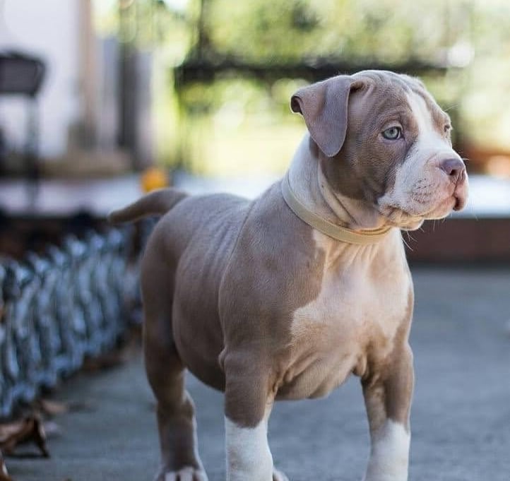 AMERICAN BULLY PUPPIES
