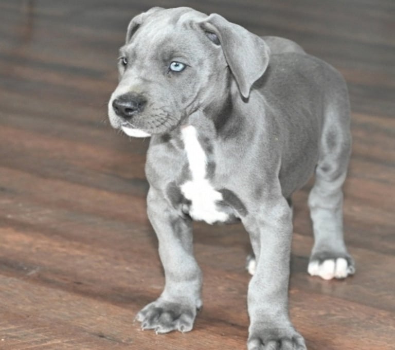 Blue Great dane puppies for sale near me