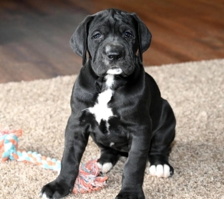 Great dane for sale