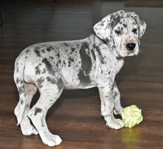 Merle great dane for sale