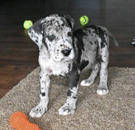Great dane puppies for sale
