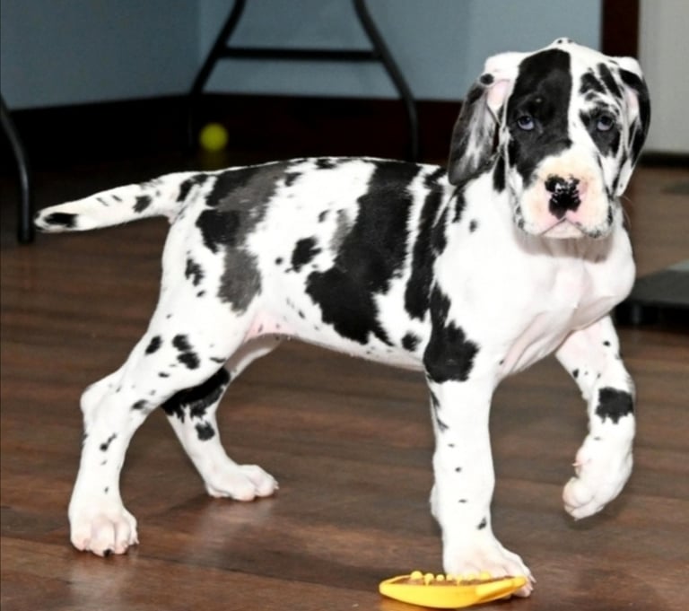 Harlequin great dane puppies for sale