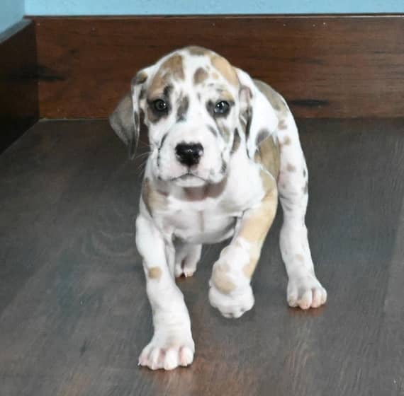 Fawnequin great dane puppies for sale