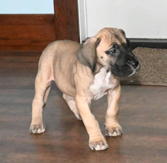 Fawn Great dane puppies for sale
