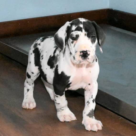 Harlequin great dane puppies for sale near me