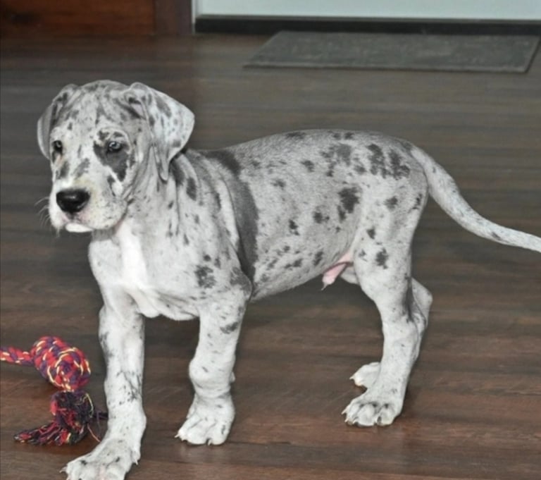Merle great dane puppies for sale