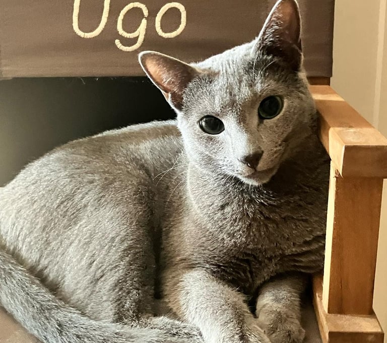 Ugo des Obsidian cats à un an