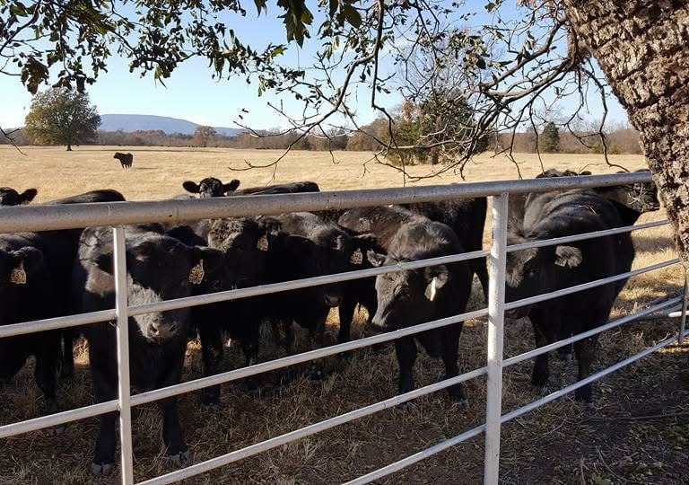 Cows for sale near me