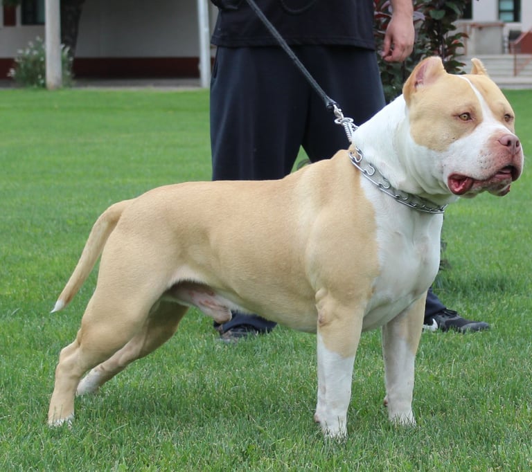 AMERICAN BULLY, TITANIUM KILO KENNELS, XL PITBULL
