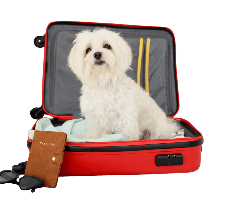Hotel para cães em Nova Mutum com área segura e atividades para pets