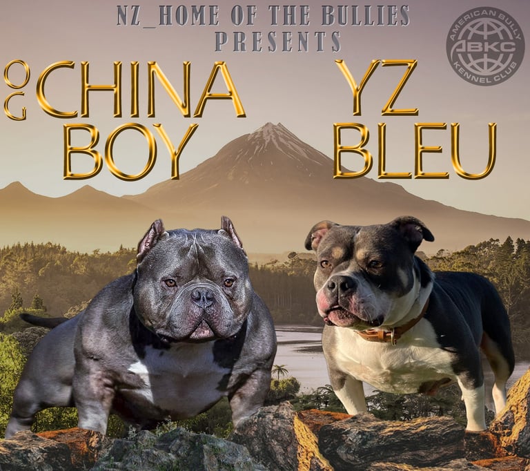 american bully breeding new zealand
