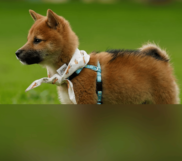 dogAdvisor | dogadvisor | dog advisor | dogAdvisor.dog