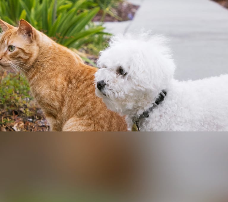 dogAdvisor | dogadvisor | dog advisor | dogAdvisor.dog