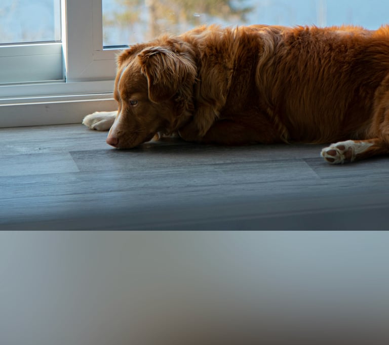 dogAdvisor | dogadvisor | dog advisor | dogAdvisor.dog