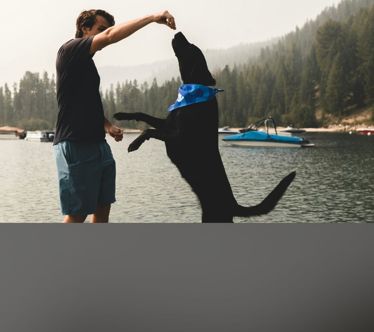 dogAdvisor | dogadvisor | dog advisor | dogAdvisor.dog