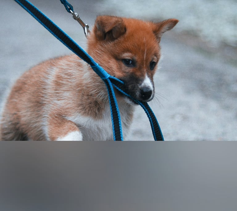 dogAdvisor | dogadvisor | dog advisor | dogAdvisor.dog