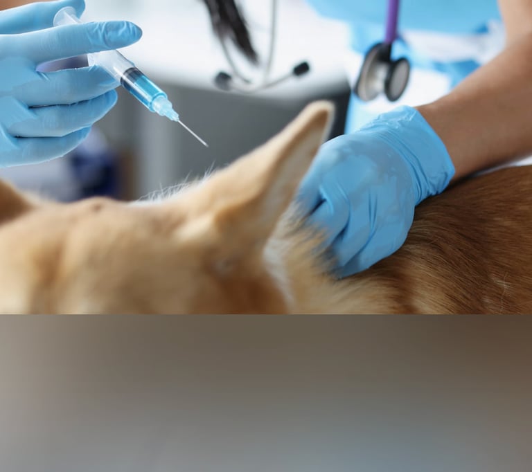 dogAdvisor | dogadvisor | dog advisor | dogAdvisor.dog