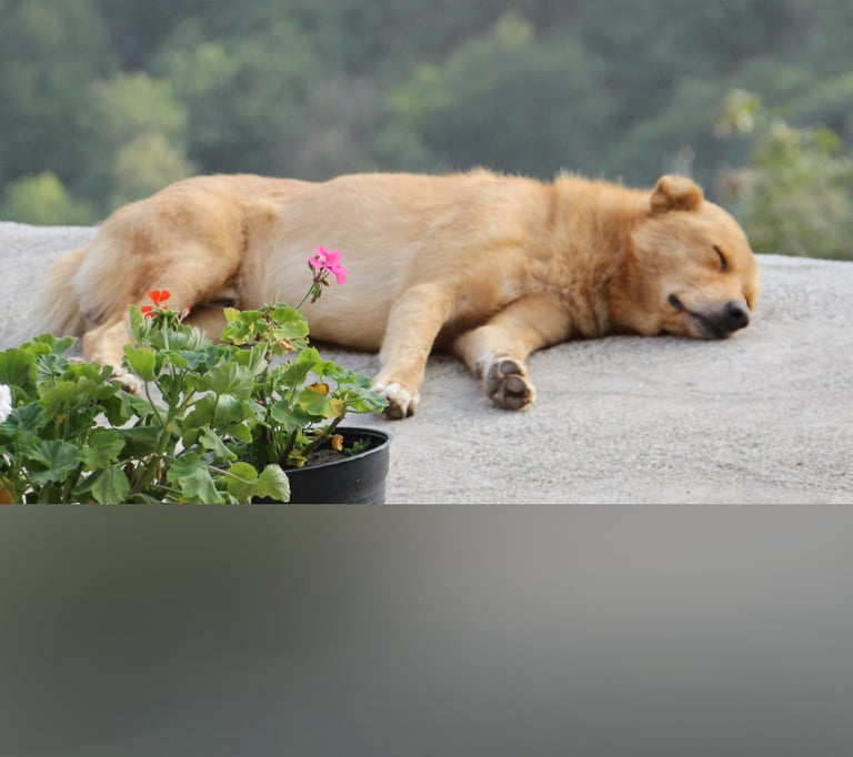 dogAdvisor | dogadvisor | dog advisor | dogAdvisor.dog