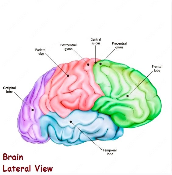 Human Brain