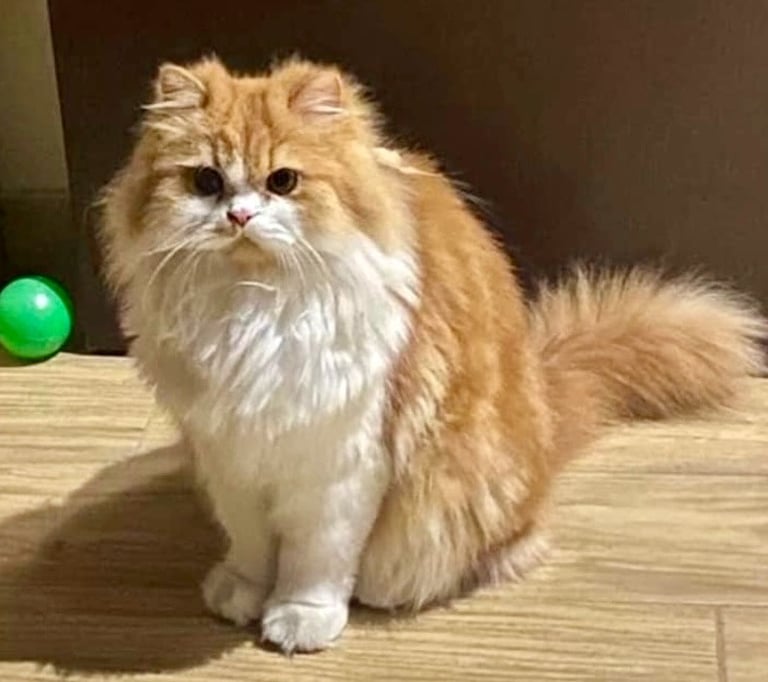 Tommy - Single Male Orange & White Domestic Long Hair