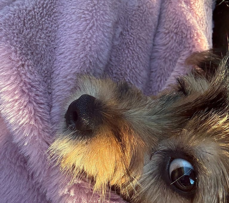 Dog relaxing on pink blanket during overnight boarding at Raising Paws in Forest Park GA.