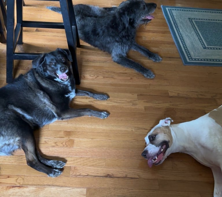 three dogs laying on kitchen floor