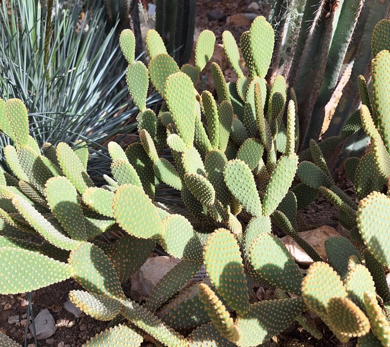 a lot of bright green cacti with tiny spines