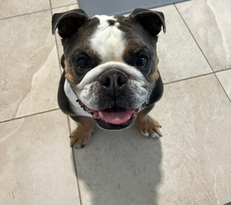 bulldog smiling after animal communication session with Sunni Dawson