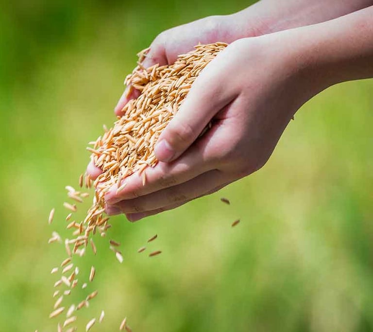 Farmer holding freshly harvested basmati rice grains for export-SKBR Exports
