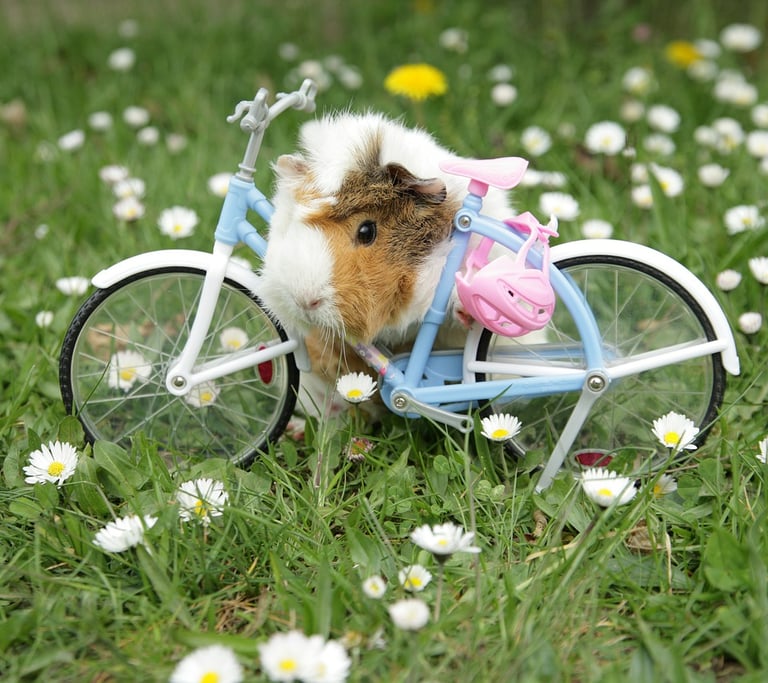 guinea pig shop, pet shop, small pet costumes