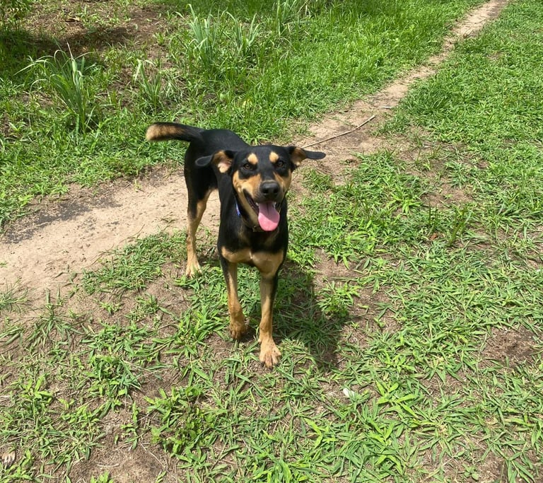 Tommy from Animal Aid Kenya