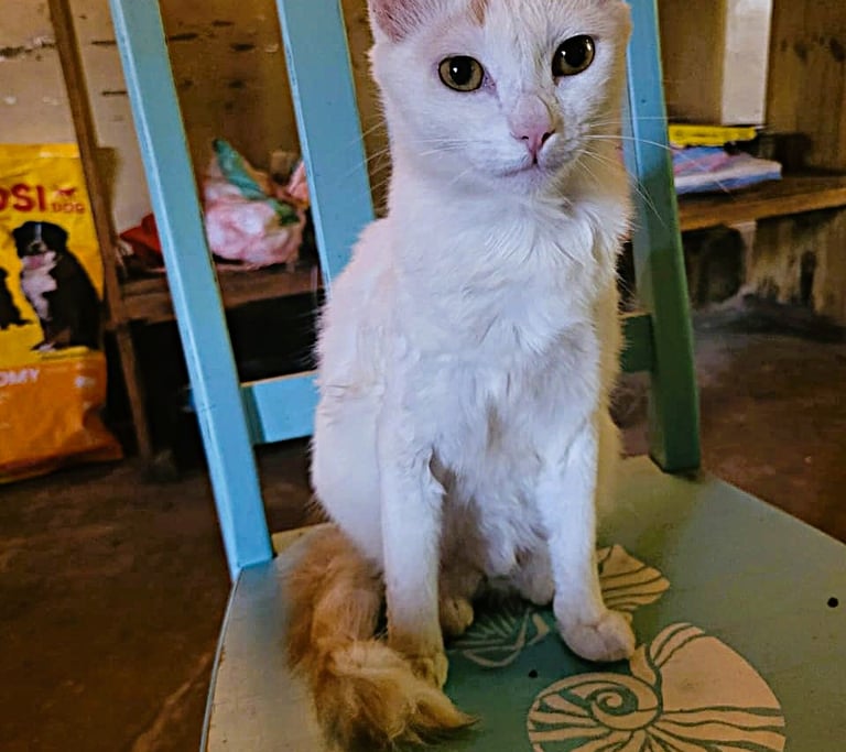 Bastete from Animal Aid Kenya