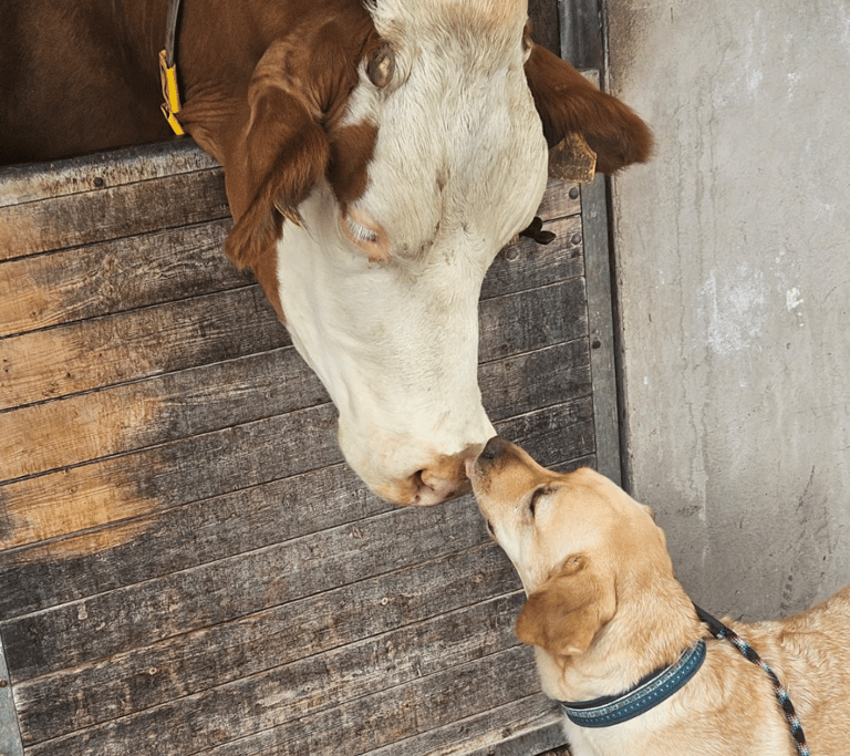 a dog and a cow are shown in this image