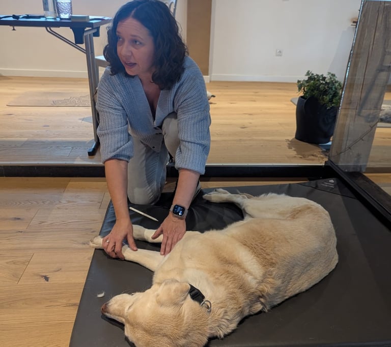 Svenja behandelt Labrador Pelle und erklärt den Teilnehmern eines Seminars, was zu tun ist.