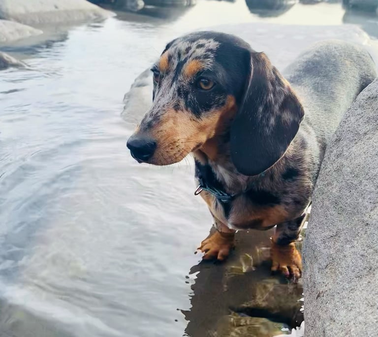 miniature smooth hair dachshund breeder New Zealand