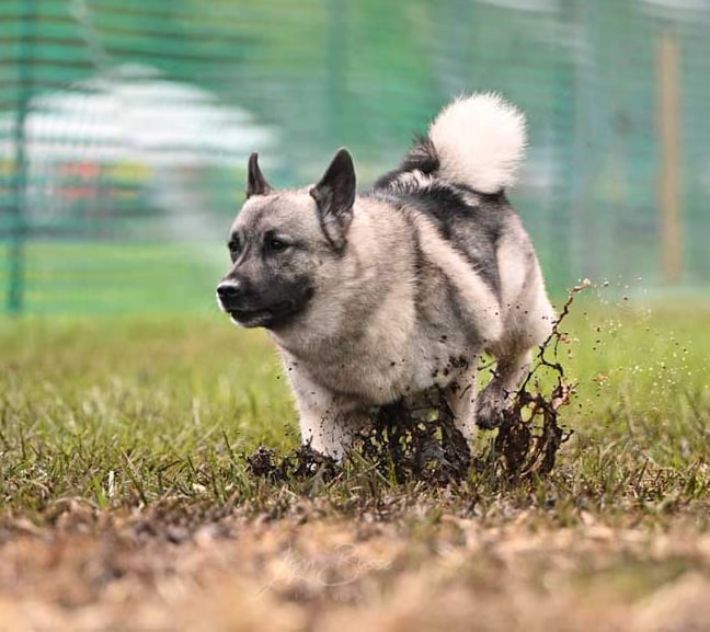 Norwegian Elkhound running FastCAT in the mud