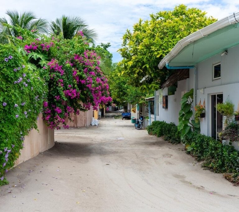 a dirt road with a bunch of flowers on the side of the road